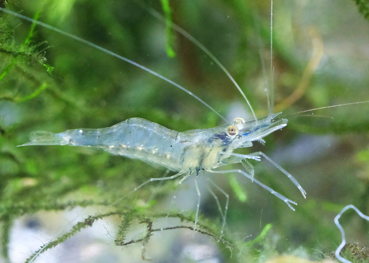Glass Shrimp