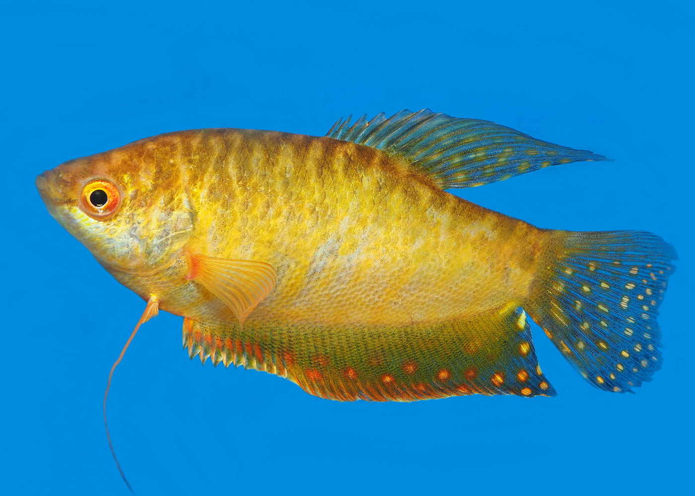 Gourami Gold