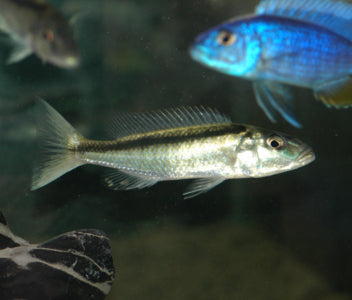 Malawi Trout - C. Caeruleus