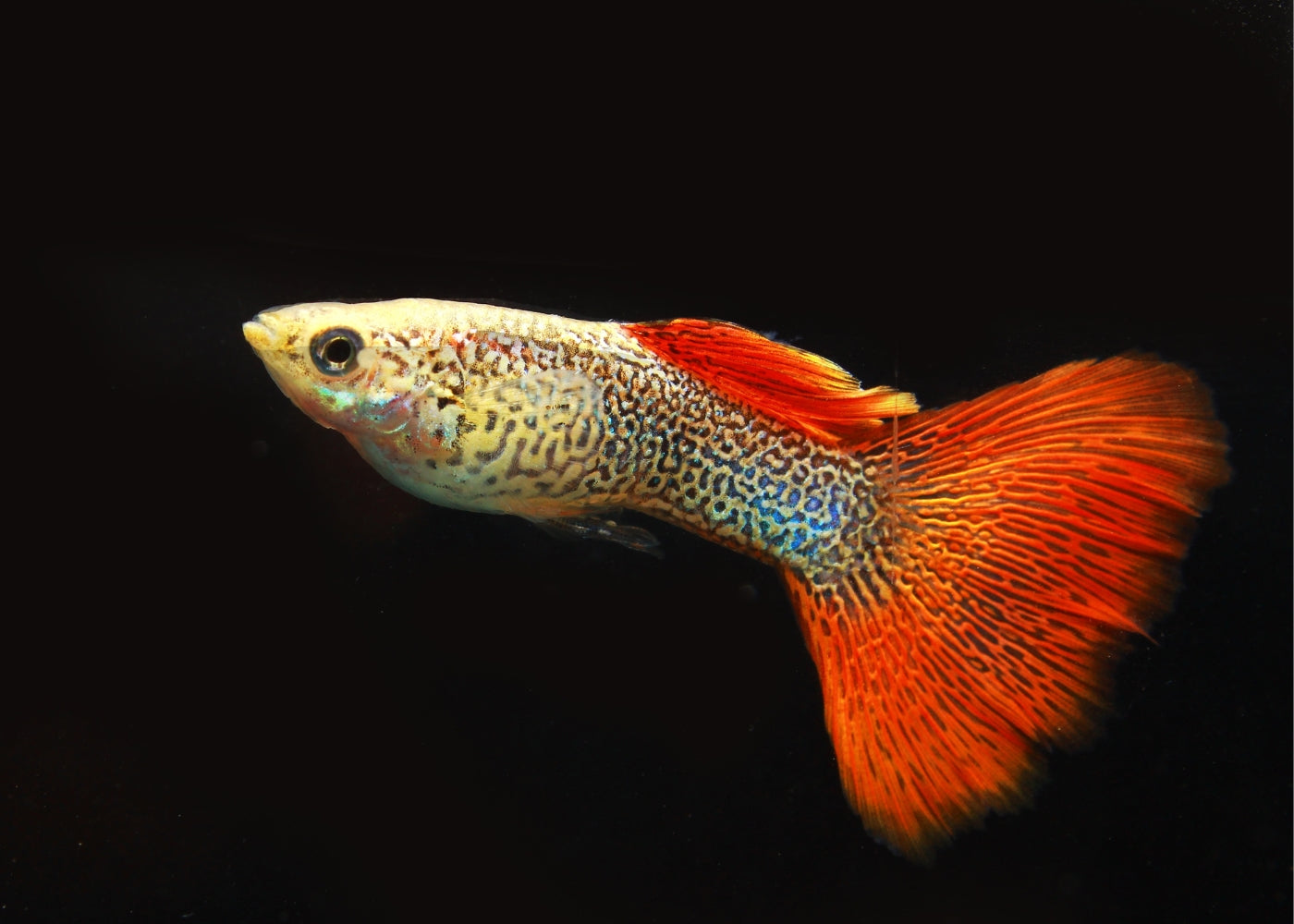 Guppy - Red Lace - Male