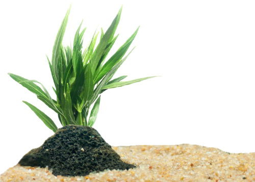 Narrow Leaf Hygrophila 2