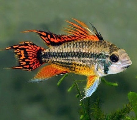 Apistogramma Cacatuoides Super Red