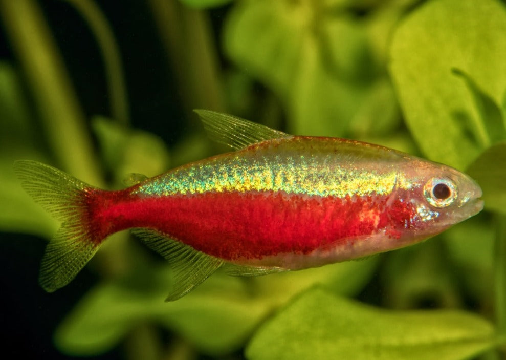Tetra Cardinal - Gold
