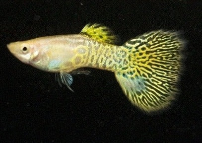 Guppy Male Cobra Yellow