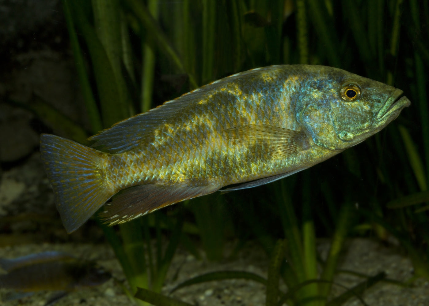 Polystigma 4.5 / 6cm