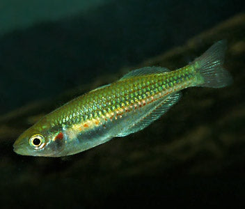 Crimson Spotted Rainbowfish