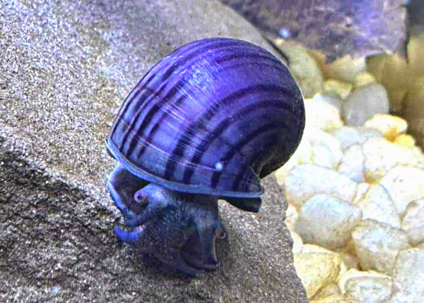 Mystery Snail - Purple