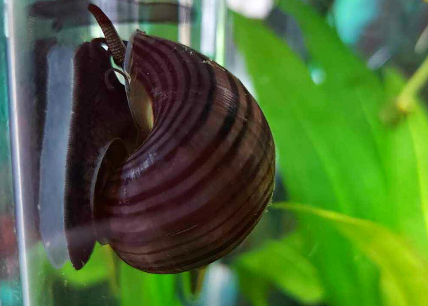 Mystery Snail - Purple 2