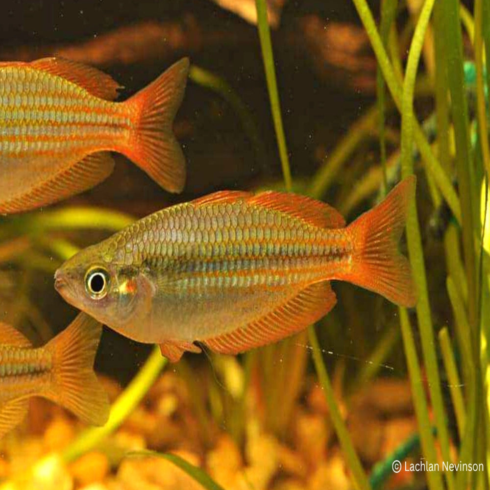 Eastern Rainbowfish - Wallaby Creek