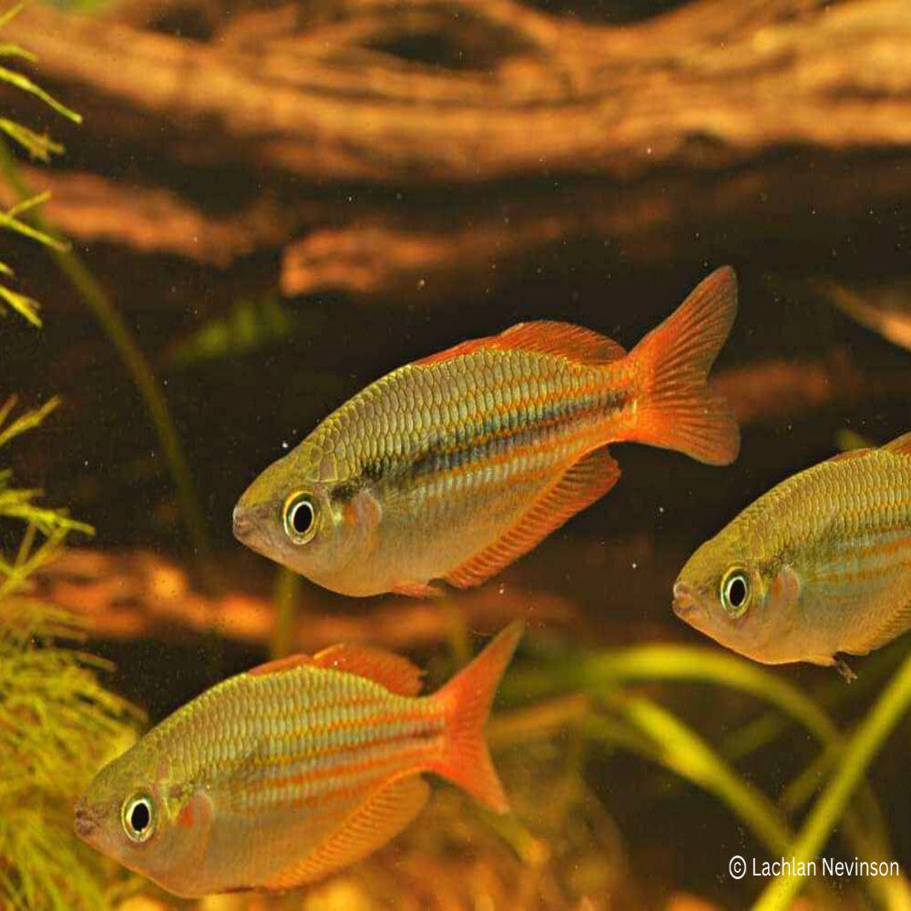 Eastern Rainbowfish - Wallaby Creek 2