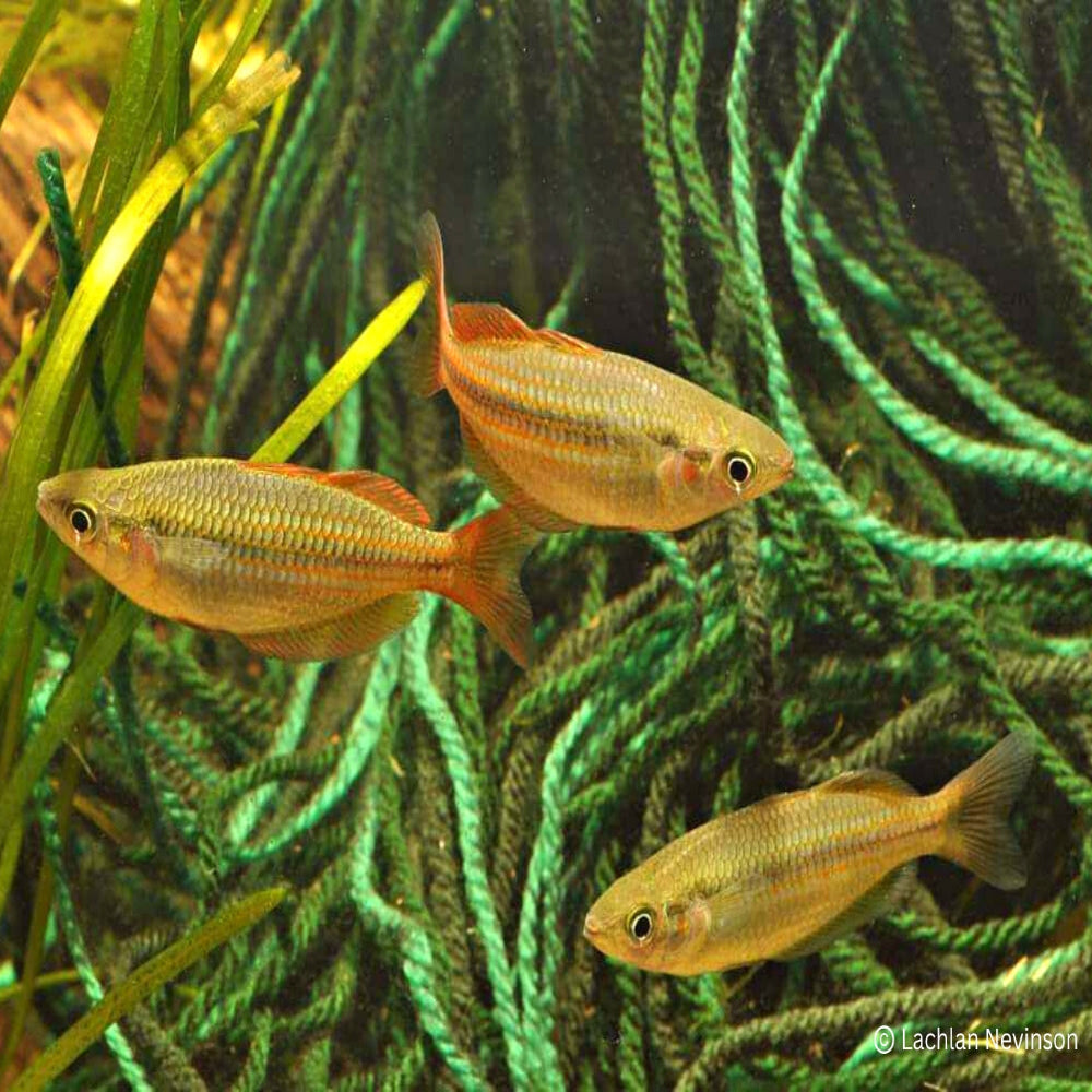 Eastern Rainbowfish - Wallaby Creek 3