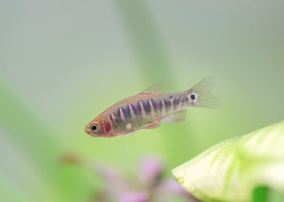 Emerald Rasbora
