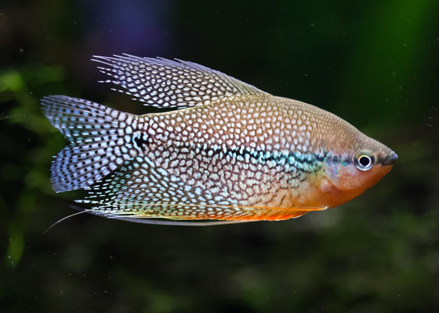 Gourami Pearl
