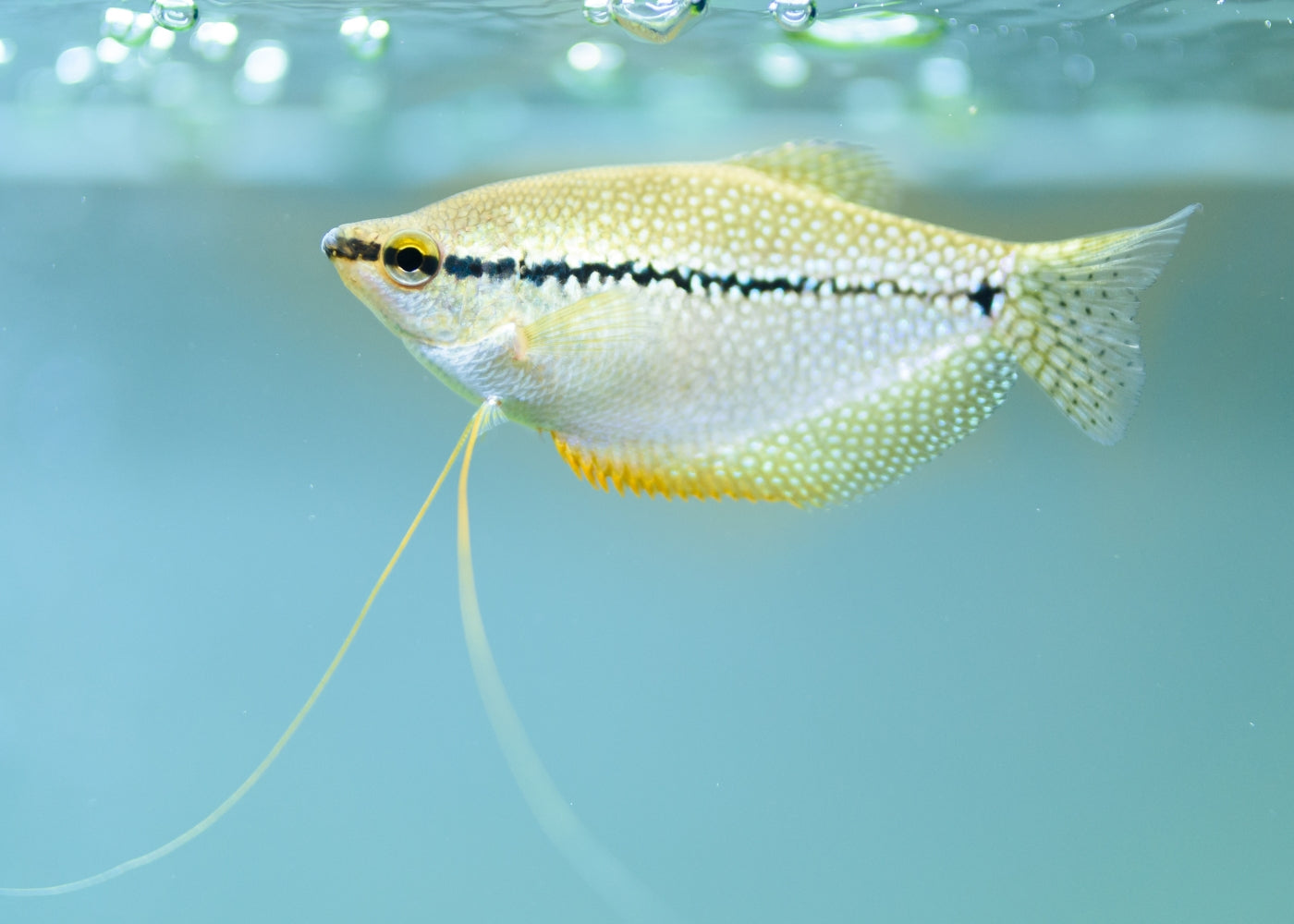 Gourami Pearl 3