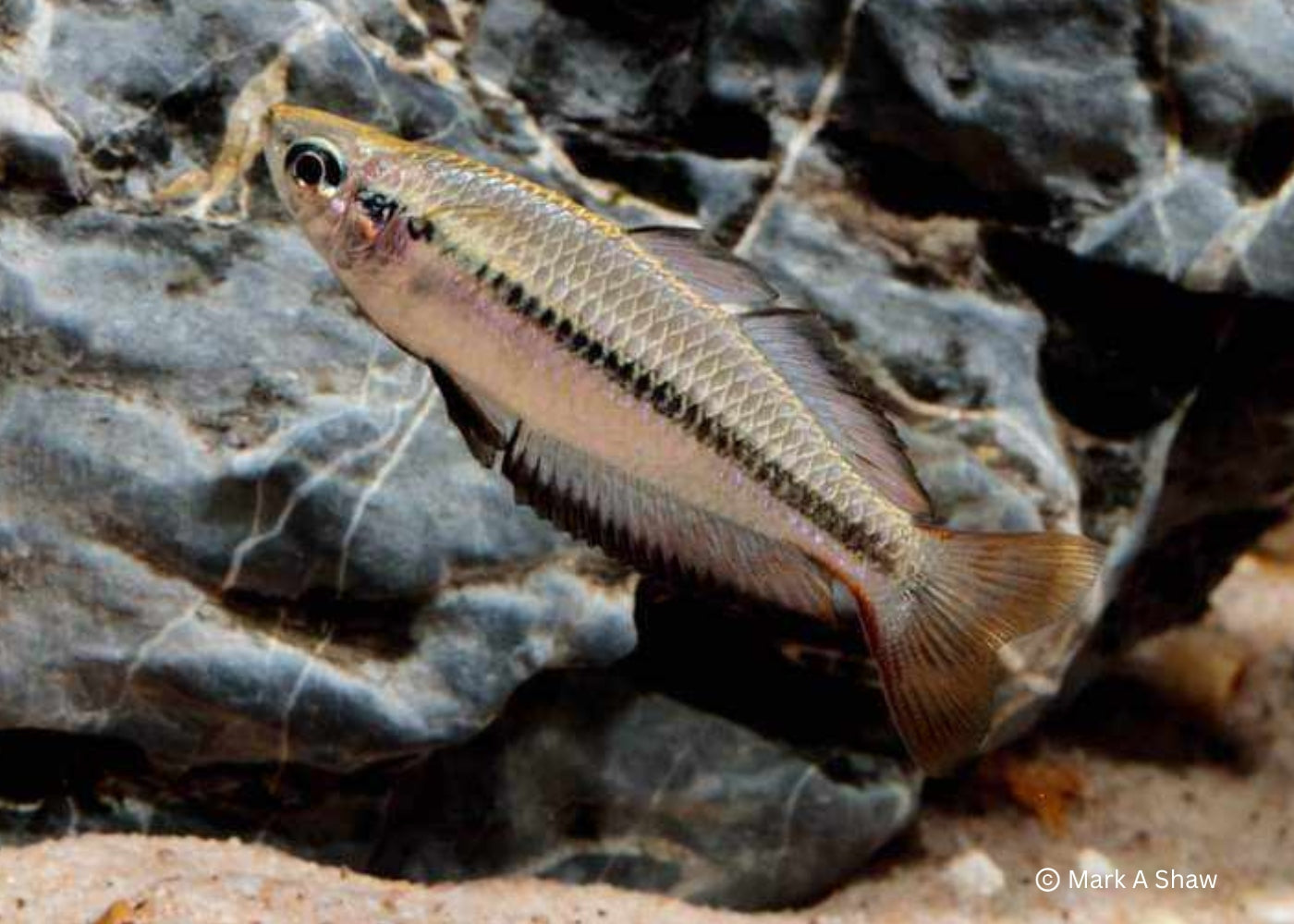 Black Banded Rainbowfish