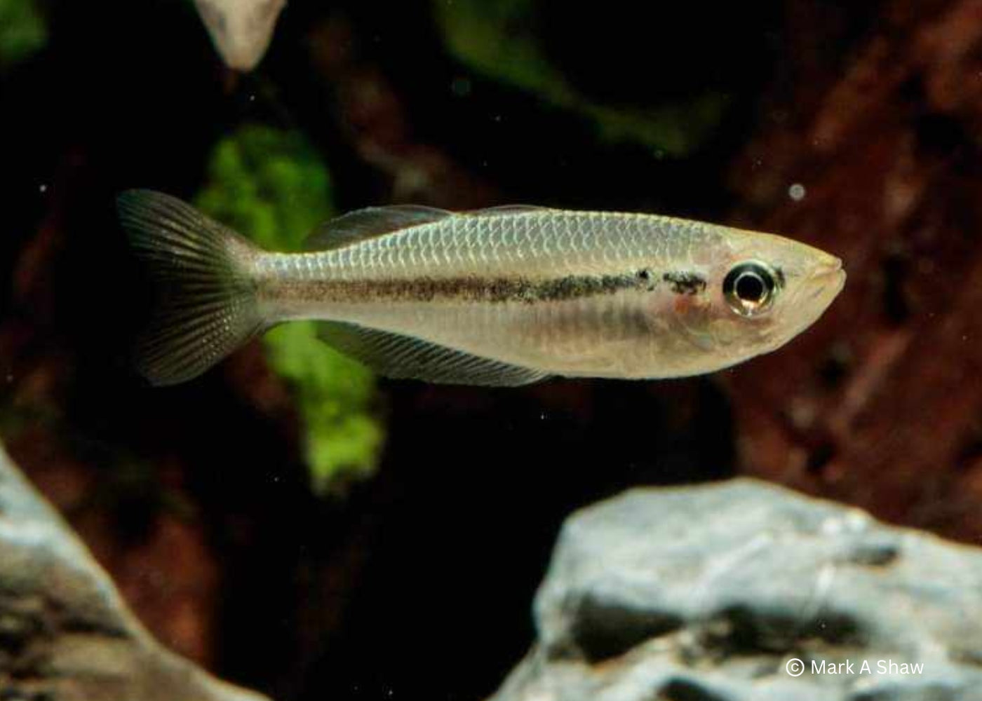 Black Banded Rainbowfish 2
