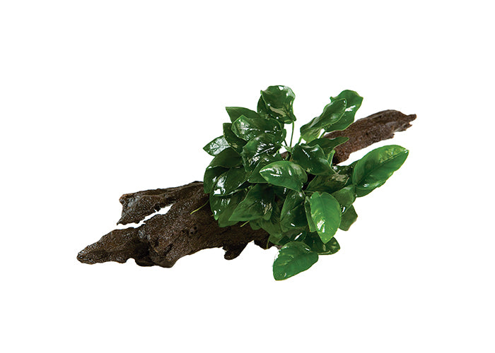 Anubias Nana Driftwood Creation 2