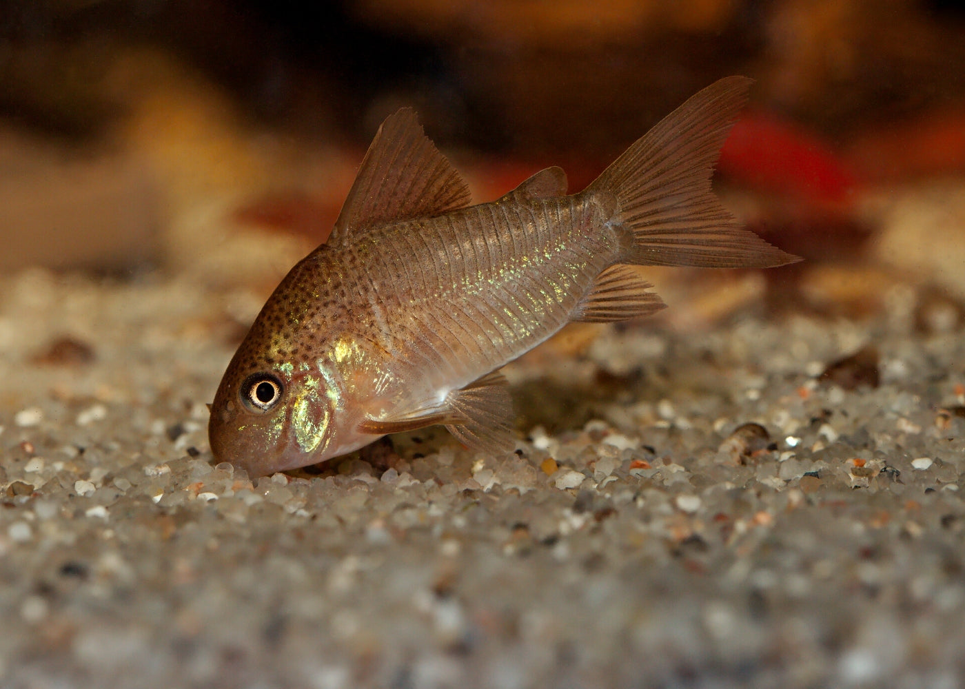Corydoras Polystictus