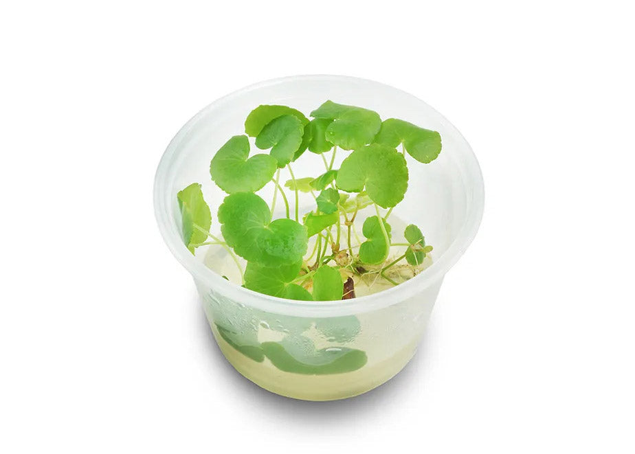 Hydrocotyle Leucocephala Tissue Culture