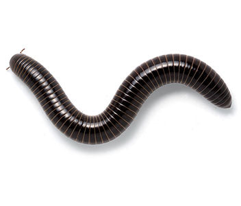 Giant Black Millipede