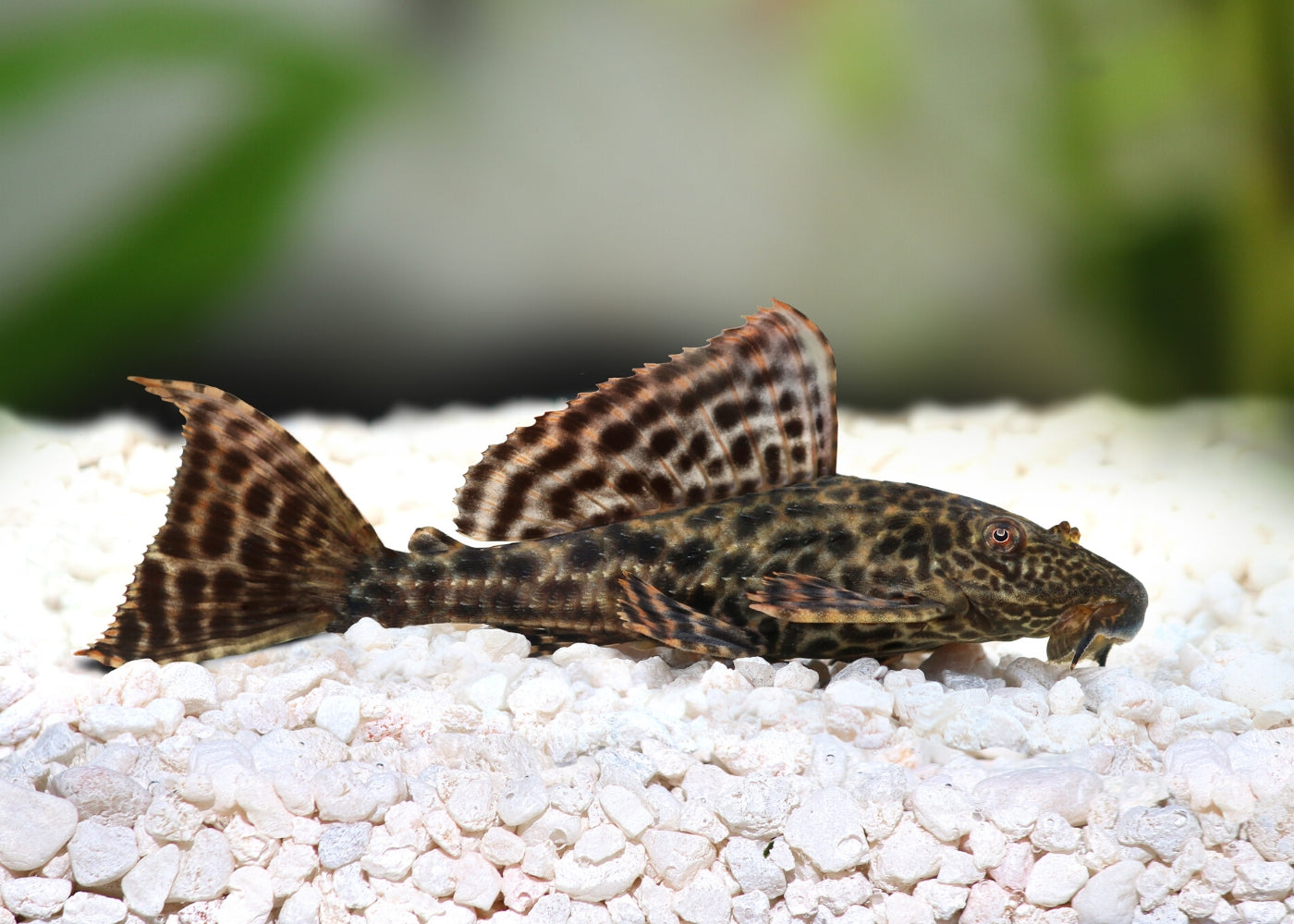 Plecostomus