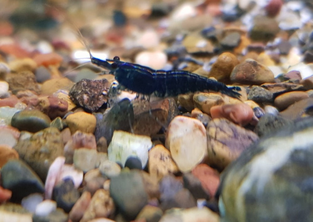 Cherry Shrimp - Blue 2
