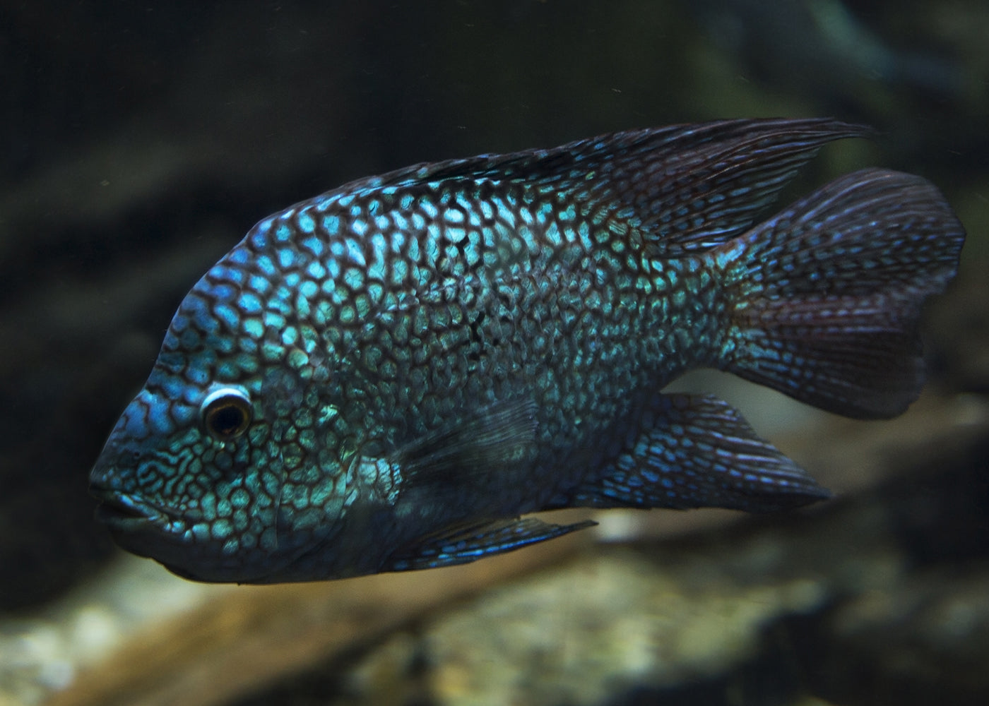Texas Cichlid Super Green