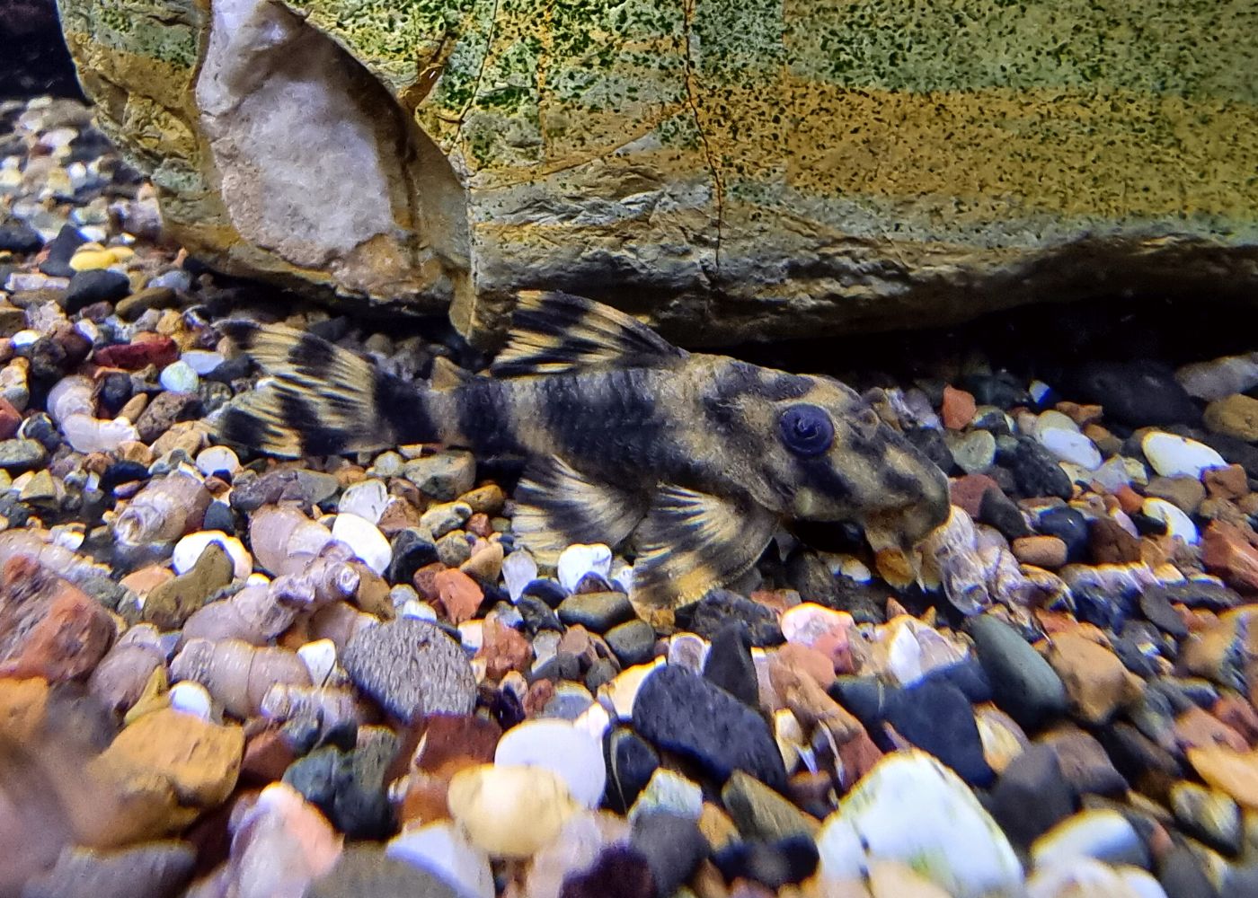 Peckoltia Lineola L202