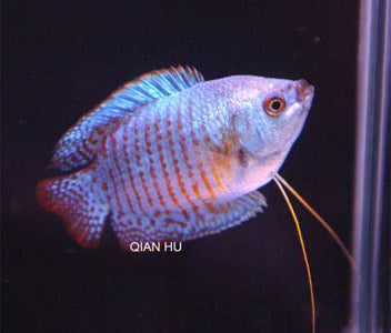 Gourami Dwarf Male Neon