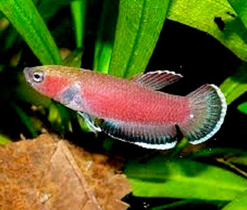 Betta Channoides - Cherry Betta