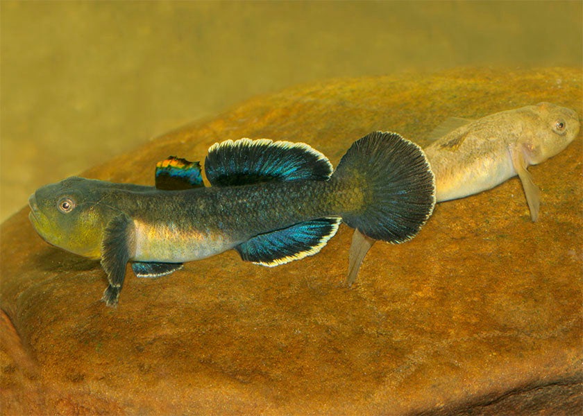 Desert Goby