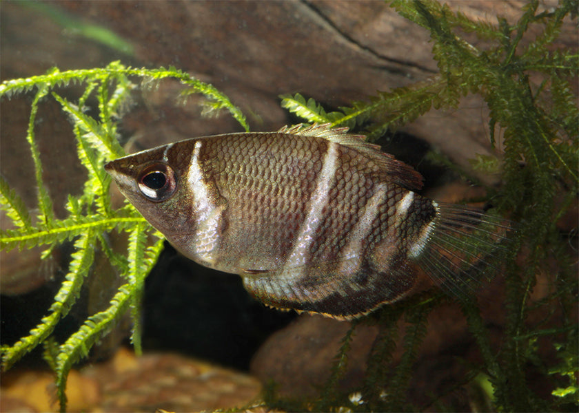 Chocolate Gourami