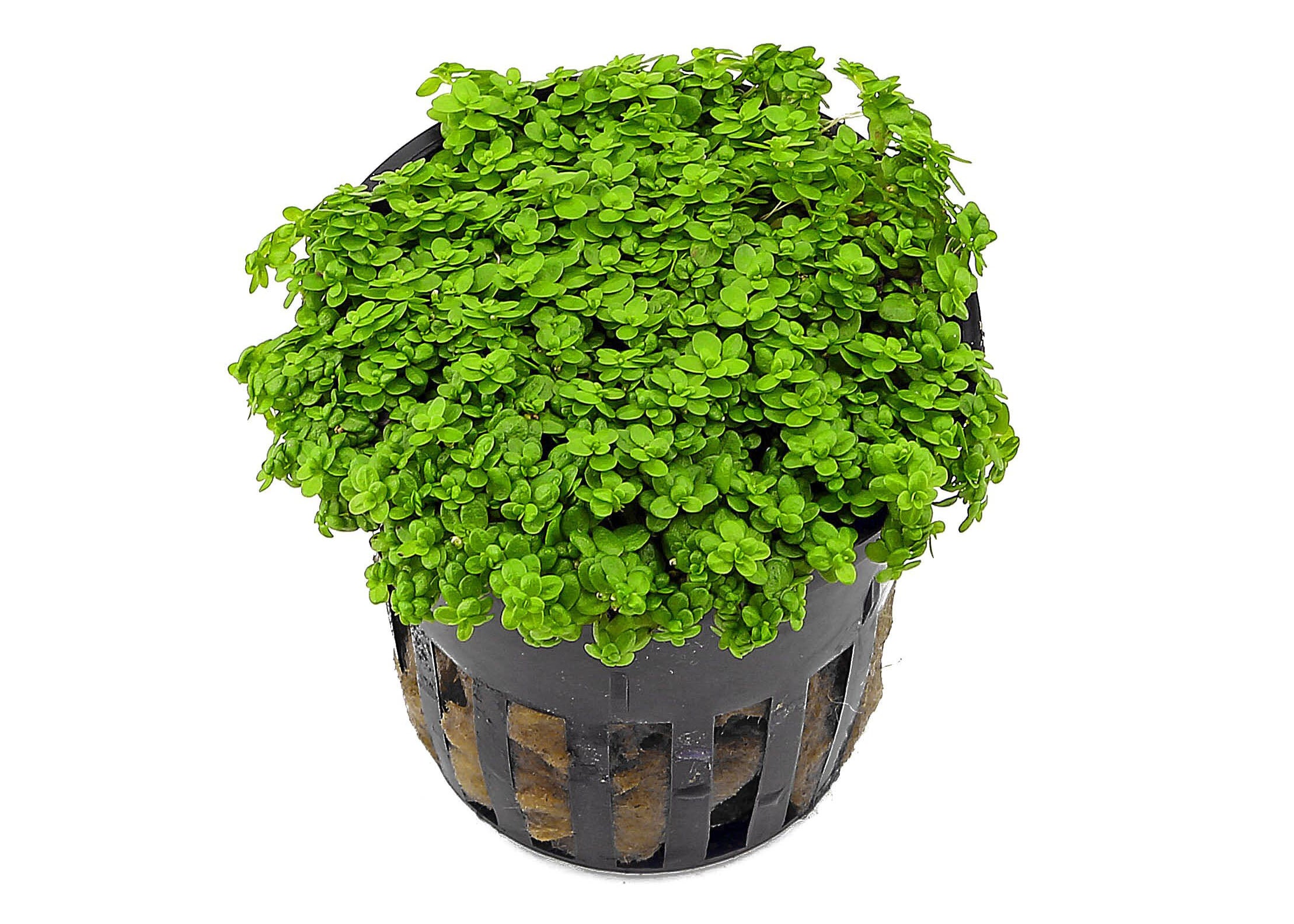 Hemianthus Callitrichoides in Mesh Pot