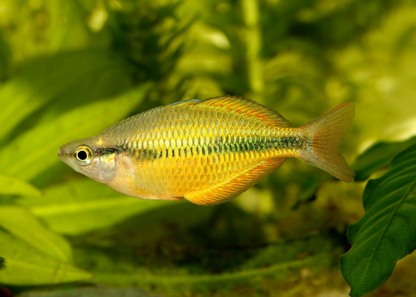 Lake Tebra Rainbowfish - M. herbertaxelrodi