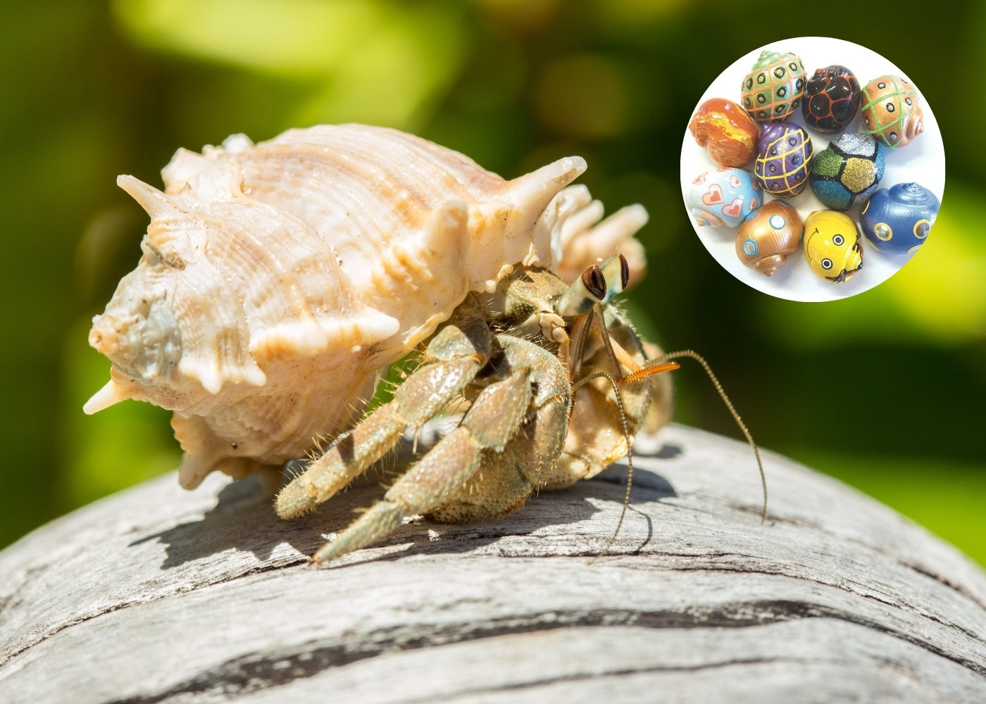 Land Hermit Crab In Designer Shell