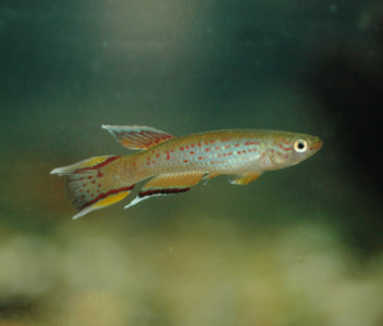 Aphyosemion Australe Kap Lopez