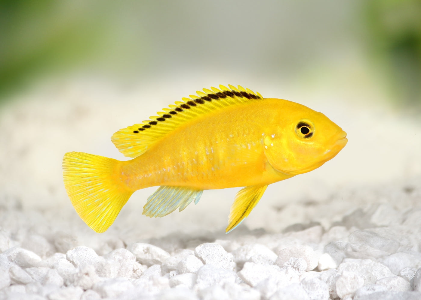 Electric Yellow Cichlid Special 2 for $50