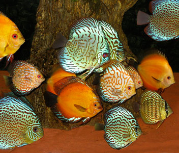 Discus Assorted Special 3 for $100